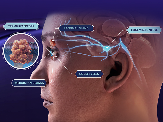 Medical illustration showing structures involved in tear production and dry eye, including the lacrimal gland, trigeminal nerve, goblet cells, meibomian glands, and TRPM8 receptors.